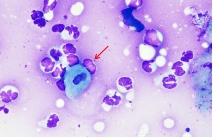 Un cas de pemphigus foliacé chez un chat