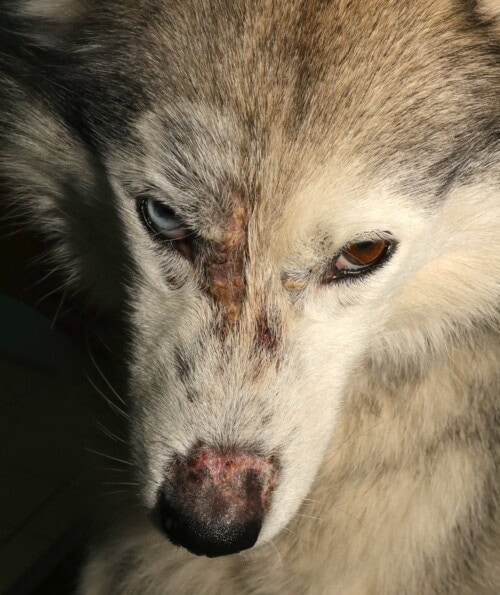 Un cas de nématodose cutanée chez une chienne Husky