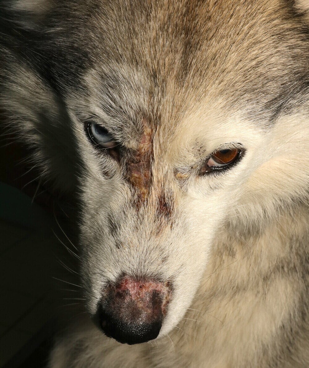 Dermatoses parasitaires