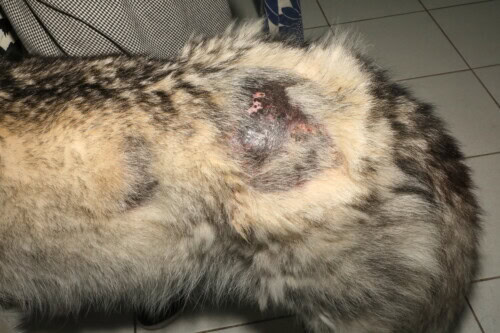 Un cas de nématodose cutanée chez une chienne Husky