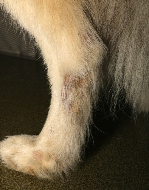Un cas de nématodose cutanée chez une chienne Husky