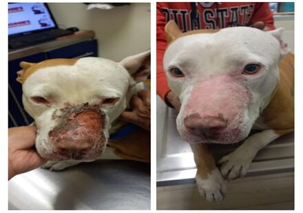 Cas de dermatite actinique chez un chien de race pitbull