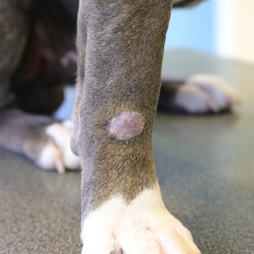Traitement des dermatophytoses du chien et du chat en 2026 : Molécules disponibles et protocoles actualisés Traitement des dermatophytoses du chien et du chat en 2026 : Molécules disponibles et protocoles actualisés