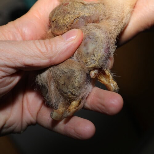 Les causes d'atteinte des griffes du chien et du chat Les causes d'atteinte des griffes du chien et du chat