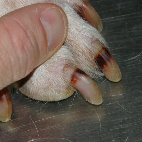 Les causes d'atteinte des griffes du chien et du chat Les causes d'atteinte des griffes du chien et du chat