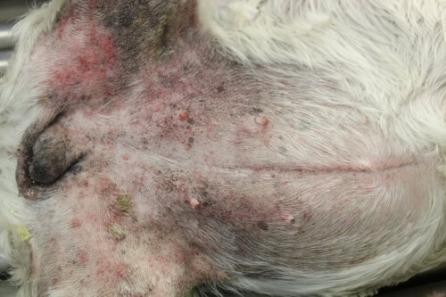 demangeaison chien