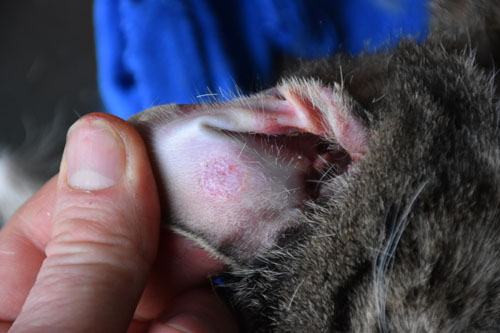 Un cas de dermatose acantholytique féline due à une dermatophytose