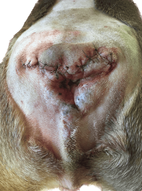 Intertrigo caudal à Pseudomonas chez un Bouledogue