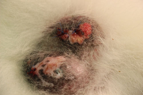Un cas de lupus muco-cutané localisé au scrotum chez un Samoyède