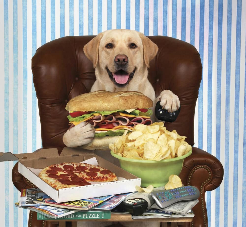 Formation continue en Dermatologie Vétérinaire depuis 25 ans ! Formation continue en Dermatologie Vétérinaire depuis 25 ans !