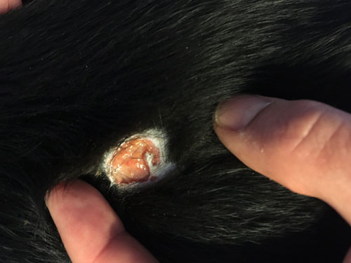 Un cas de cellulite juvénile chez un chiot Labrador