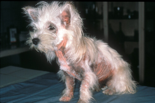 Mise à jour complète sur Malassezia chez le chien et le chat