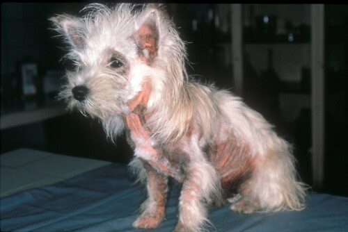 La dermatite à Malassezia chez le Chien et Le Chat