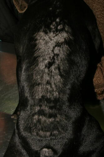 Dermatología del Bulldog Francés: Principales Dermatosis y Actualidades Demodecia juvenil