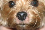 Formation continue en Dermatologie Vétérinaire depuis 25 ans ! Chien de race Yorkshire Terrier avec pelage doré et yeux expressifs, gros plan sur le visage.