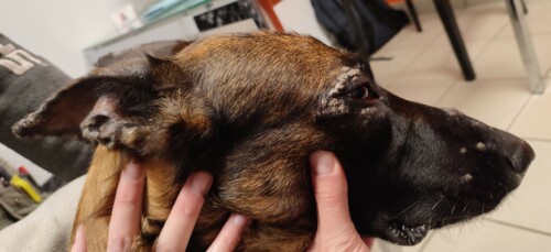 Un cas de dermatose lichénoïde idiopathique canine