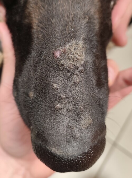 Un cas de dermatose lichénoïde idiopathique canine