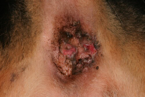 Dermatoses périanales et périgénitales du chien Fistule périanale
