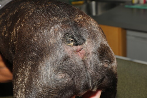 Dermatologie du chien brachycéphale Dermatologie du chien brachycéphale