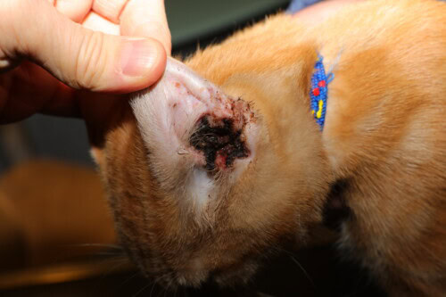 La dermatologie pédiatrique du chiot et du chaton La dermatologie pédiatrique du chiot et du chaton