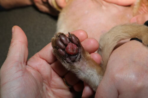 La pododermatite plasmocytaire féline : Guide complet 2026