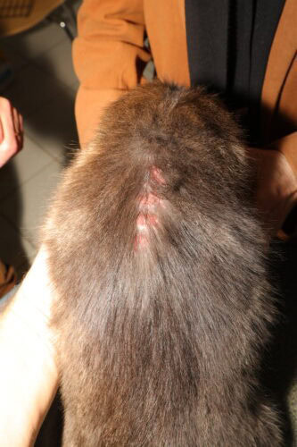 chat qui se gratte et se lèche tout le temps avec une atteinte surtout au niveau du dos