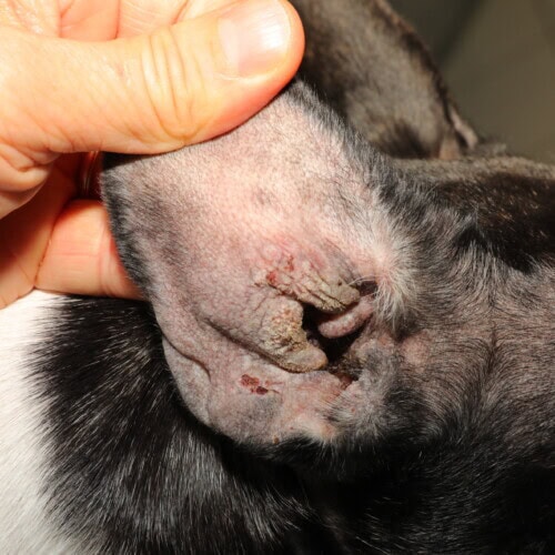 Cortotic (Acéponate d'hydrocortisone) : Monographie 2026 cortotic utilisation chez un chien