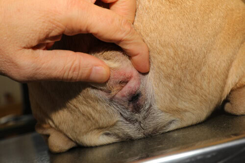 Dermatologie du chien brachycéphale Dermatologie du chien brachycéphale