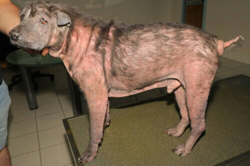 Formation continue en Dermatologie Vétérinaire depuis 25 ans ! Formation continue en Dermatologie Vétérinaire depuis 25 ans !