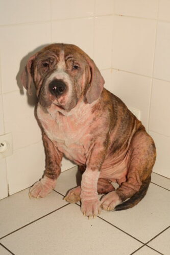 La dermatologie pédiatrique du chiot et du chaton La dermatologie pédiatrique du chiot et du chaton