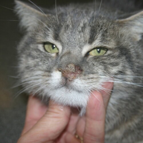 Herpes chat 2 Feline Cutaneous Herpesvirus: Review and Updates 2026