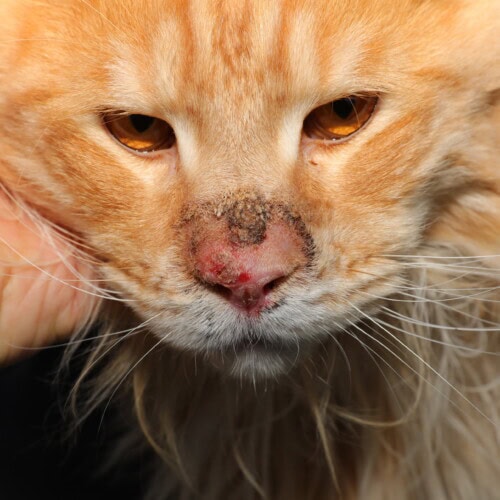 Herpes chat 3 Feline Cutaneous Herpesvirus: Review and Updates 2026
