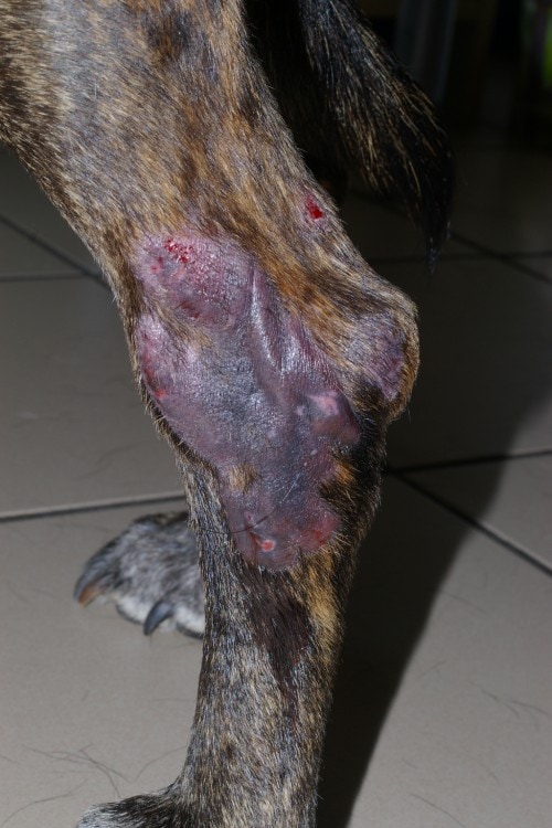 Un cas de nocardiose cutanée Un cas de nocardiose cutanée