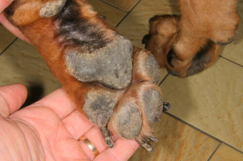 Les dermatoses des coussinets du chien Les dermatoses des coussinets du chien