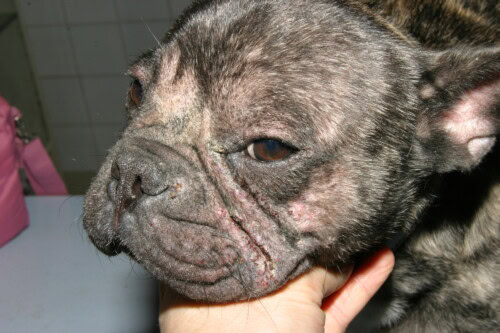 Utilisation de Nexgard et Nexgard Spectra en Dermatologie Canine Utilisation de Nexgard et Nexgard Spectra en Dermatologie Canine