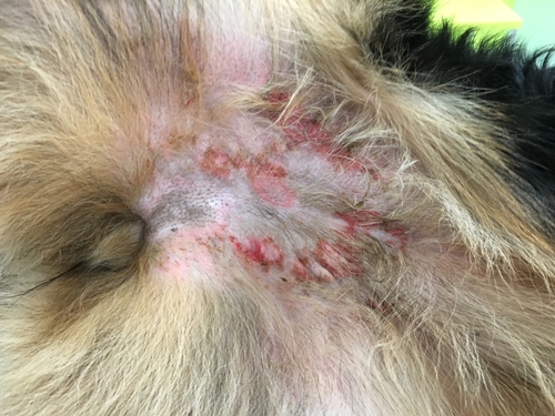 Un cas de lupus vésiculeux photoaggravé chez un Berger allemand