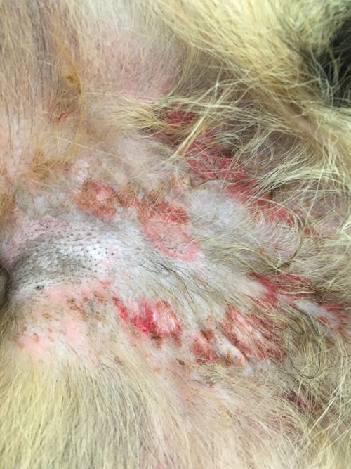 Un cas de lupus vésiculeux photoaggravé chez un Berger allemand