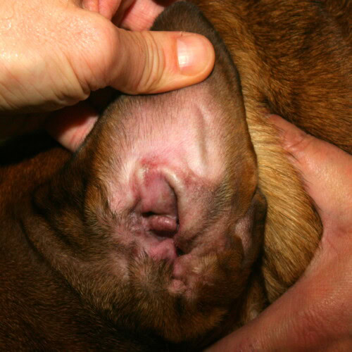 Formation continue en Dermatologie Vétérinaire depuis 25 ans ! Formation continue en Dermatologie Vétérinaire depuis 25 ans !