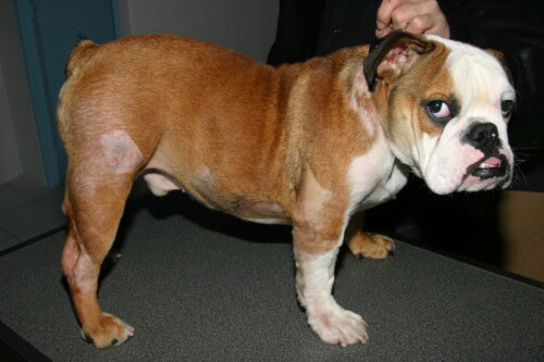 Utilisation de Nexgard et Nexgard Spectra en Dermatologie Canine Utilisation de Nexgard et Nexgard Spectra en Dermatologie Canine