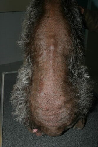 hypothyroïdie chien