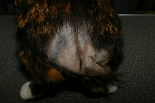 Alopécie dorsolombaire chez un chat allergique aux puces