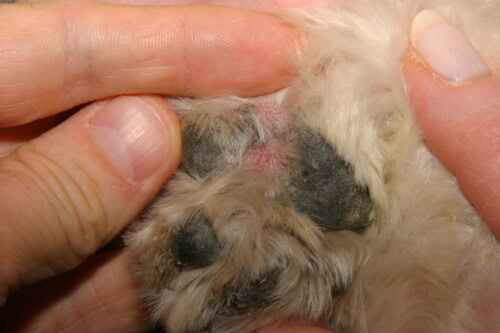 Les dermatoses des coussinets du chien Les dermatoses des coussinets du chien