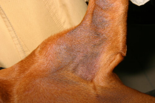 Mise à jour complète sur Malassezia chez le chien et le chat