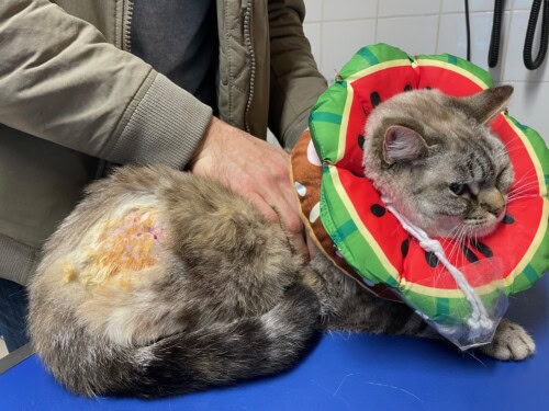 Panniculite nodulaire stérile chez un chat