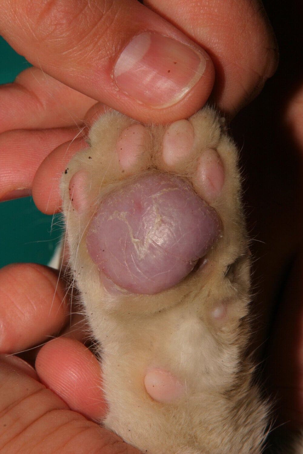 Formation continue en Dermatologie Vétérinaire depuis 25 ans !