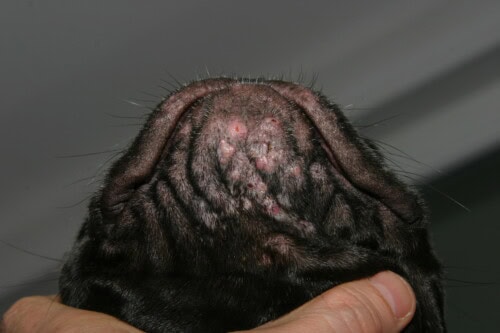 La dermatologie pédiatrique du chiot et du chaton La dermatologie pédiatrique du chiot et du chaton