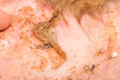Dermatologie gériatrique du chien et du chat Dermatologie gériatrique du chien et du chat