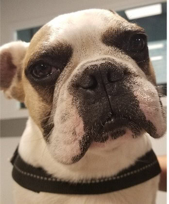 Formation continue en Dermatologie Vétérinaire depuis 25 ans !