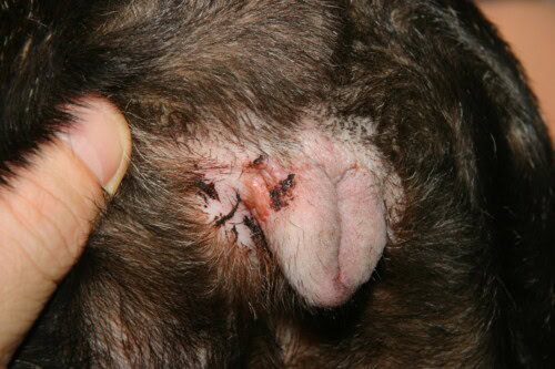 Dermatología del Bulldog Francés: Principales Dermatosis y Actualidades Intertrigo vulvar