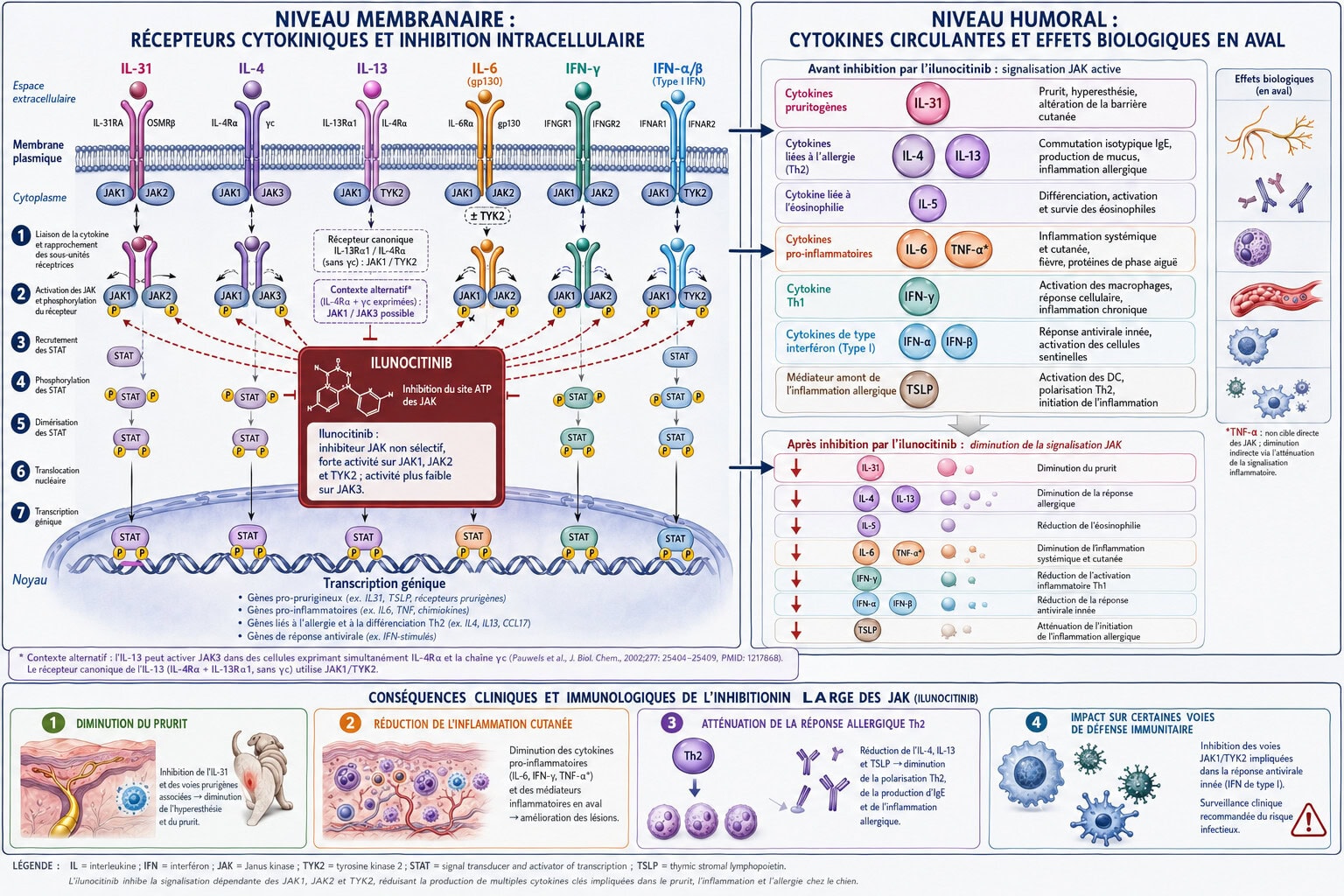 Zenrelia (Ilunocitinib) chez le Chien : Monographie 2026 Zenrelia (Ilunocitinib) chez le Chien : Monographie 2026